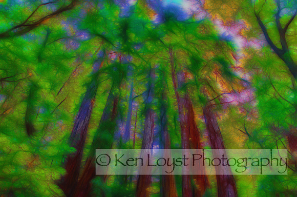 Big Sur Redwoods-1