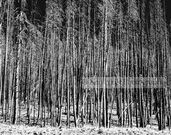 Dead Treeline, Yellowstone, WY
