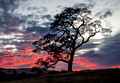 Oak in Sunset, Santa Margarita Ranch, Central CA