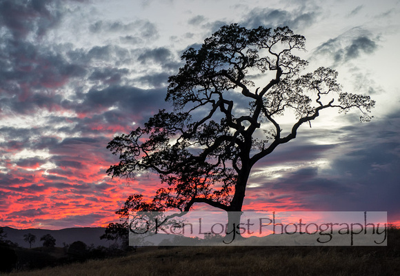 Oak in Sunset, Santa Margarita Ranch, Central CA