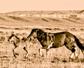 McCullough Peaks Wild Horse 8C