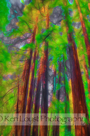 Big Sur Redwoods-2