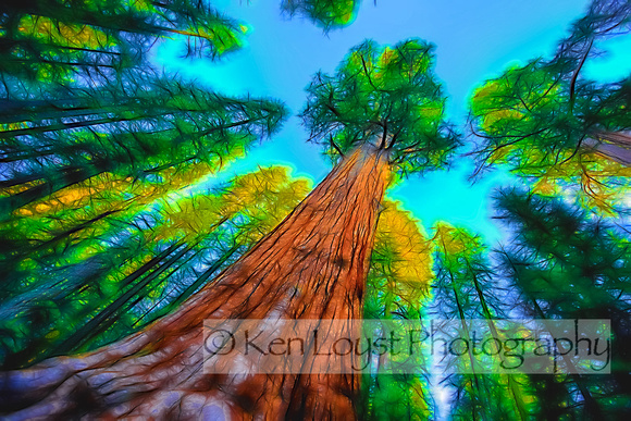 Sequoia-12