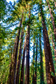 Redwood Grove near Ventana, Big Sur, CA (HDR)