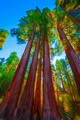 Sequoia National Park-1