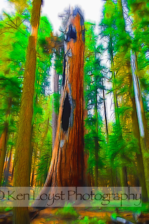 Sequoia National Park-5