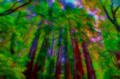 Big Sur Redwoods-1