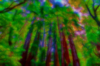 Redwoods/Sequoia
