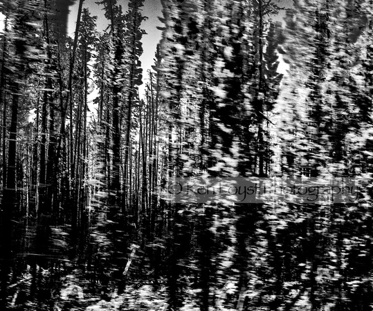 Yellowstone Treeline, WY