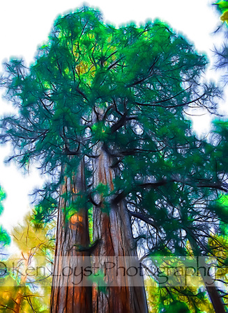 Sequoia National Park-3