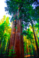 Sequoia National Park-4