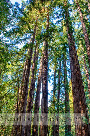 Redwood Grove near Ventana, Big Sur, CA (HDR)