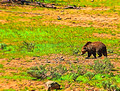 Grisly Bear,Yellowstone National Park-2