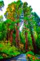 Sequoia National Park-7
