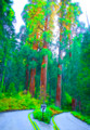 Sequoia National Park-6