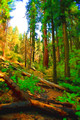 Sequoia National Park-8